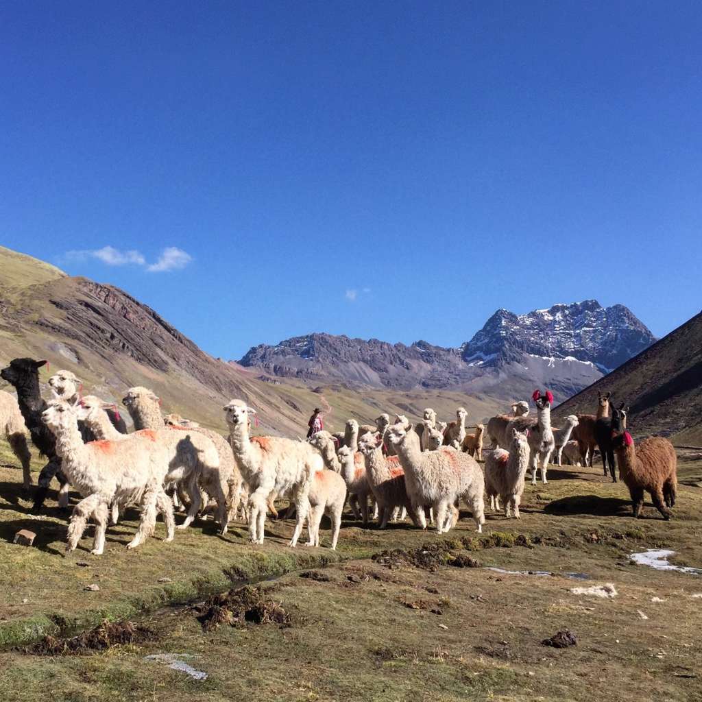 Sur le chemin de Vinicunca Sur le chemin de Vinicunca.