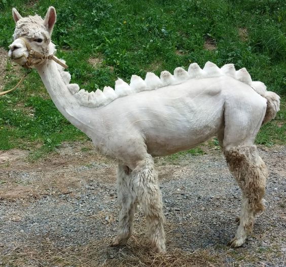 Humour alpaga